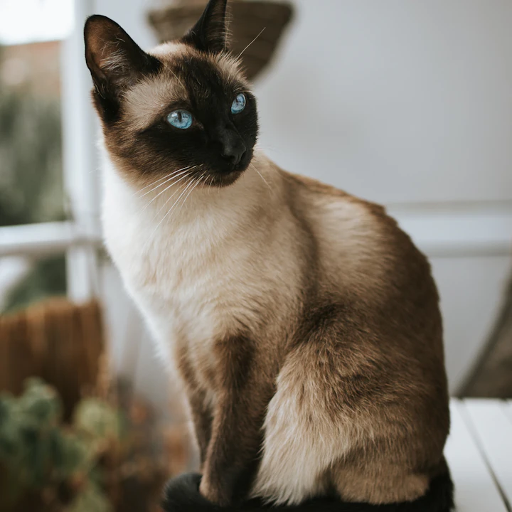Sapphire stare, serious business.