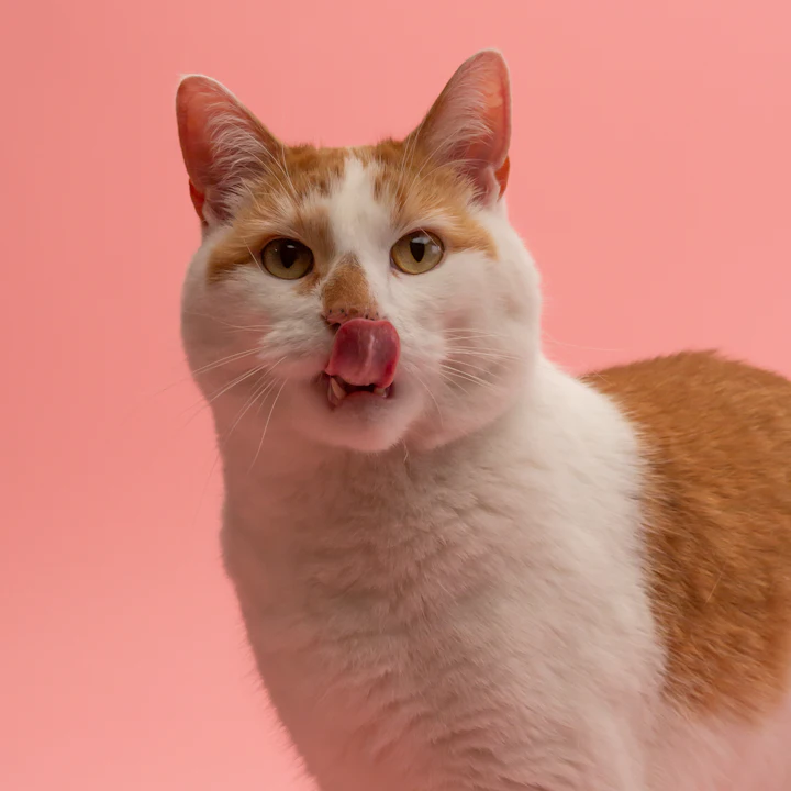 Tongue out, no thoughts.