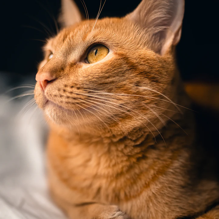 Gazing at the treat cupboard like it’s the northern lights.