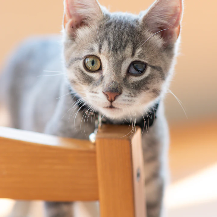 Peekaboo. You were supposed to find me sooner.